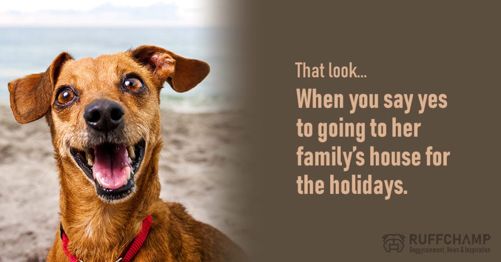 10-Spouse-Looks-Dogs-Give-10-when-you-say-yes-1024x535