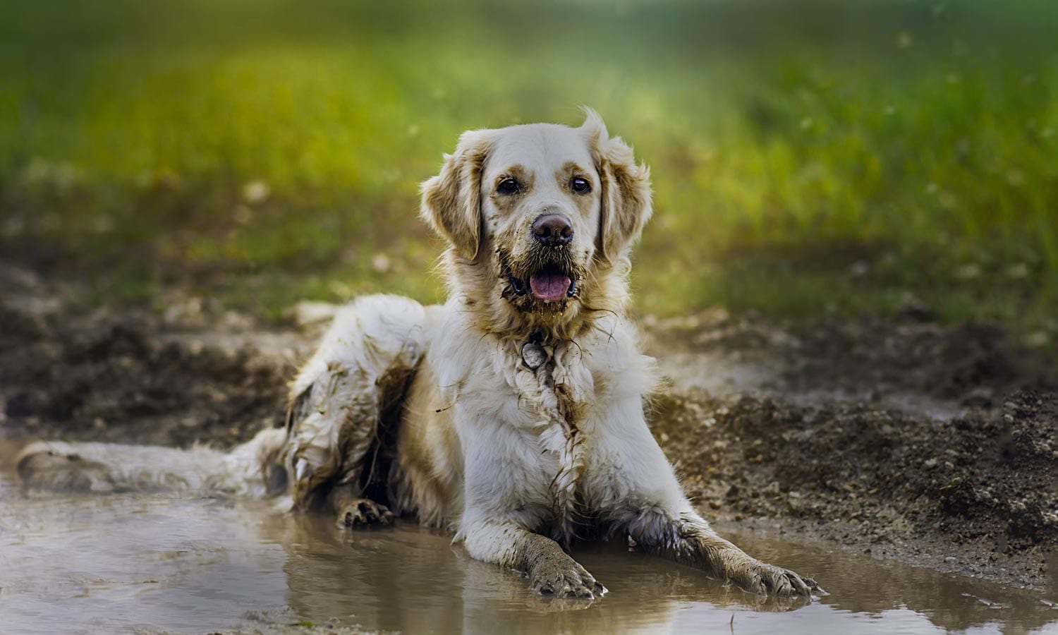 Dog laying in a mud puddle