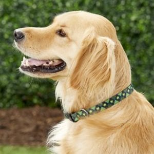 dog-shamrock-collar