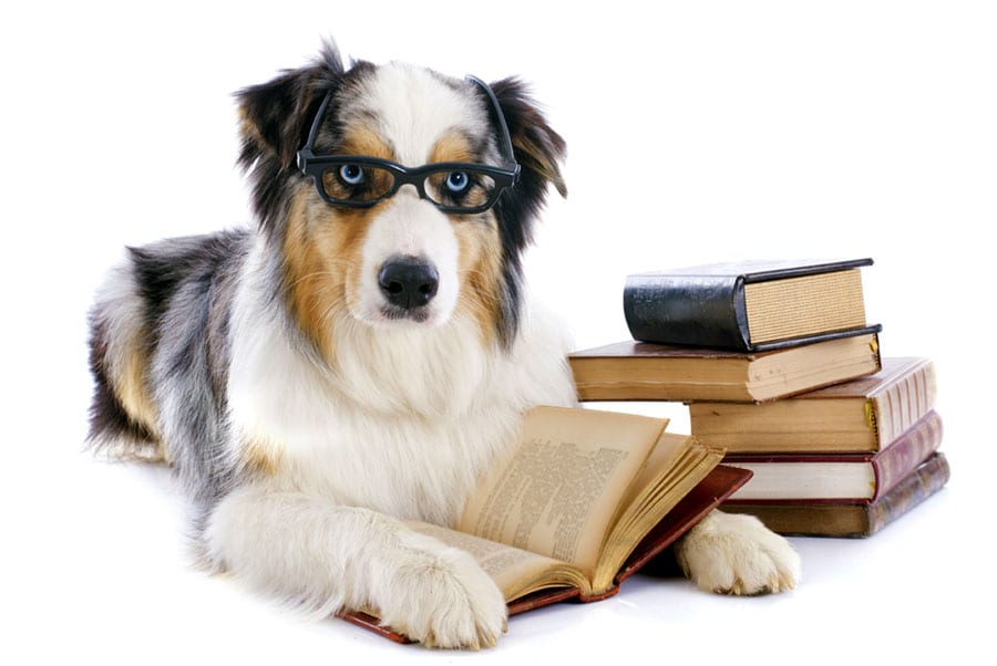 Dogoirs-Read-Bullies-Of-Ballantyne-Battle-For-Rainbow-Bridge-1024×685 Dogoirs-Read-Bullies-Of-Ballantyne-Battle-For-Rainbow-Bridge-1024x685