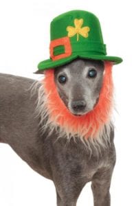 leprechaun-hat-and-beard-costume-dogs