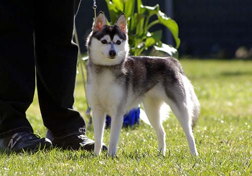 Alaskan Klee Kai, Dogs and Cats Wiki