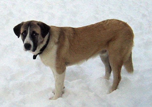alentejo-mastiff-in-snow