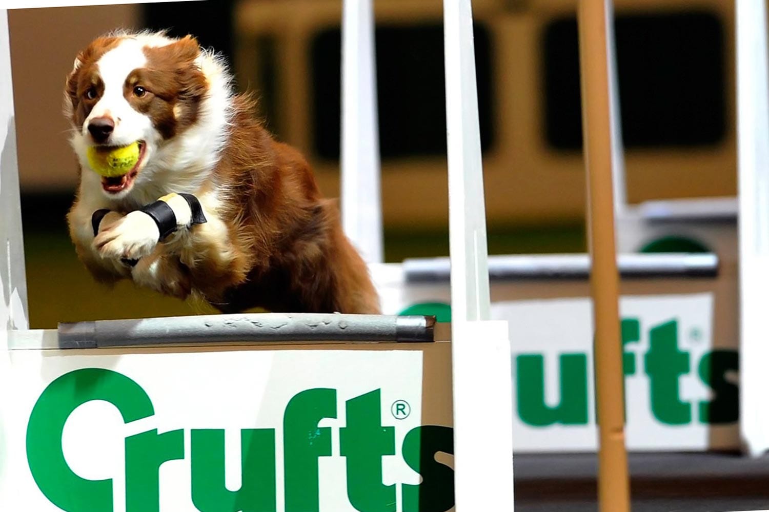 Dog Competing at Crufts Dog Show in Britain