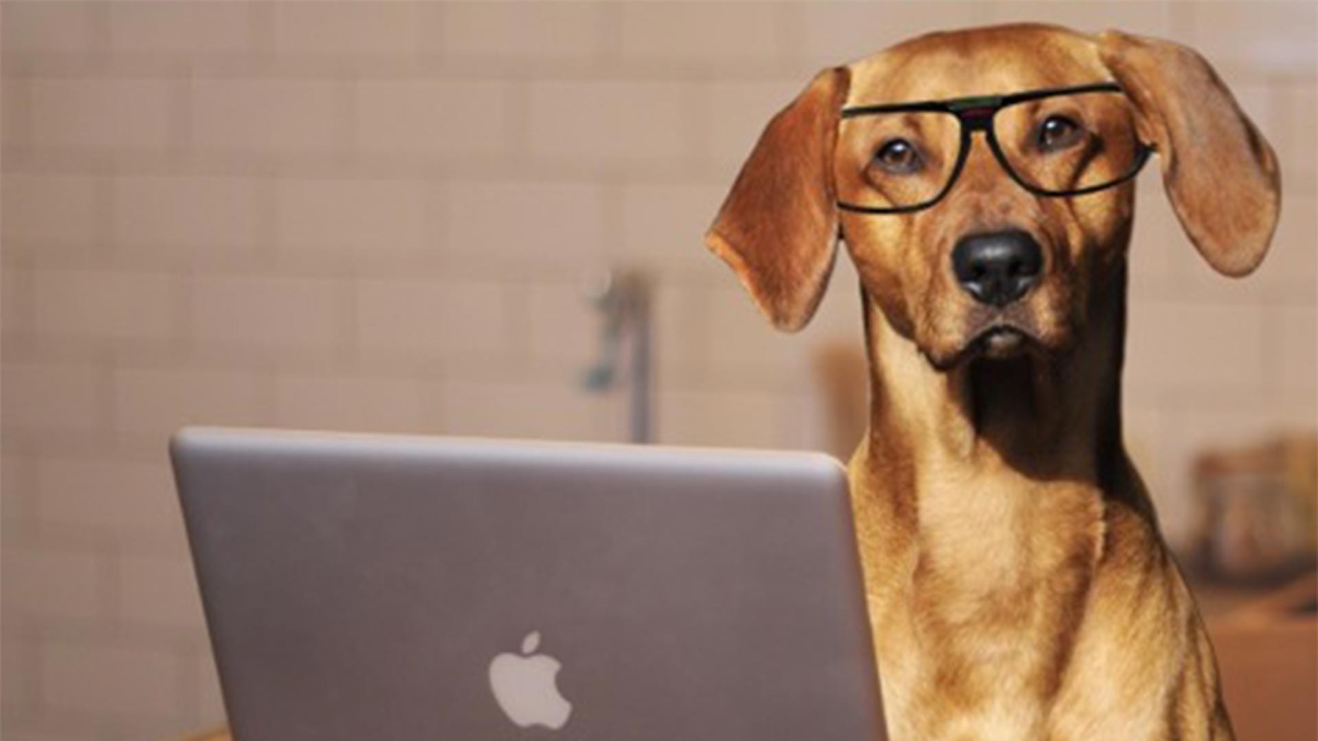 dog-with-glasses-laptop