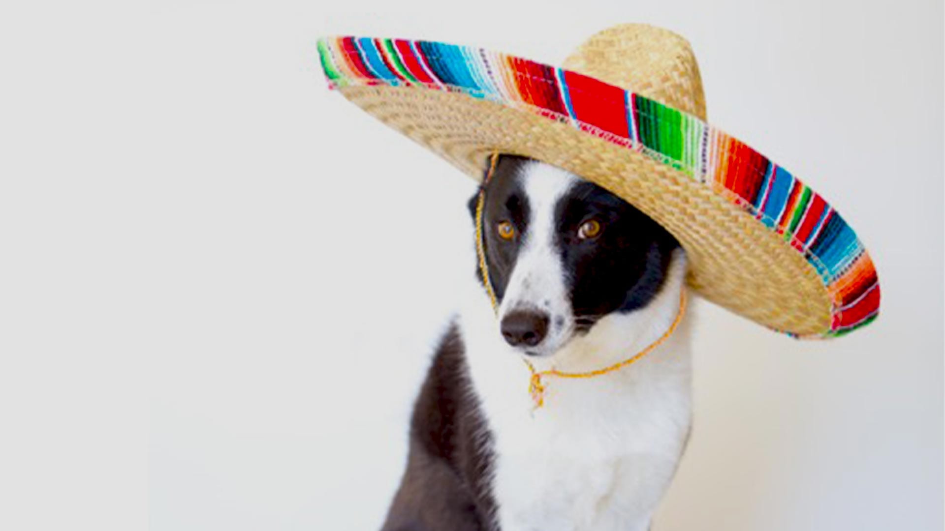 cute-dog-in-a-sombrero-hat