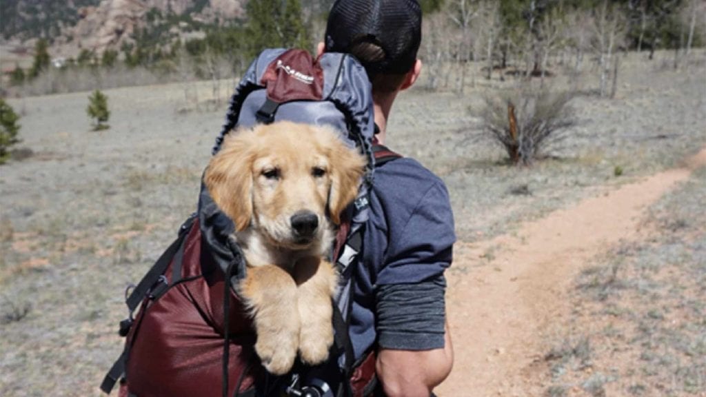 man-carrying-cute-dog