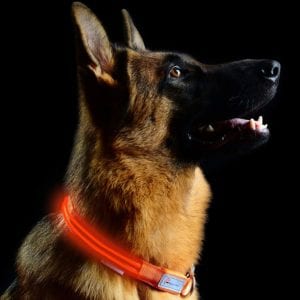 Pet Industries Metal Buckle LED Dog Collarb