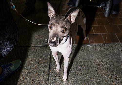 american-hairless-terrier