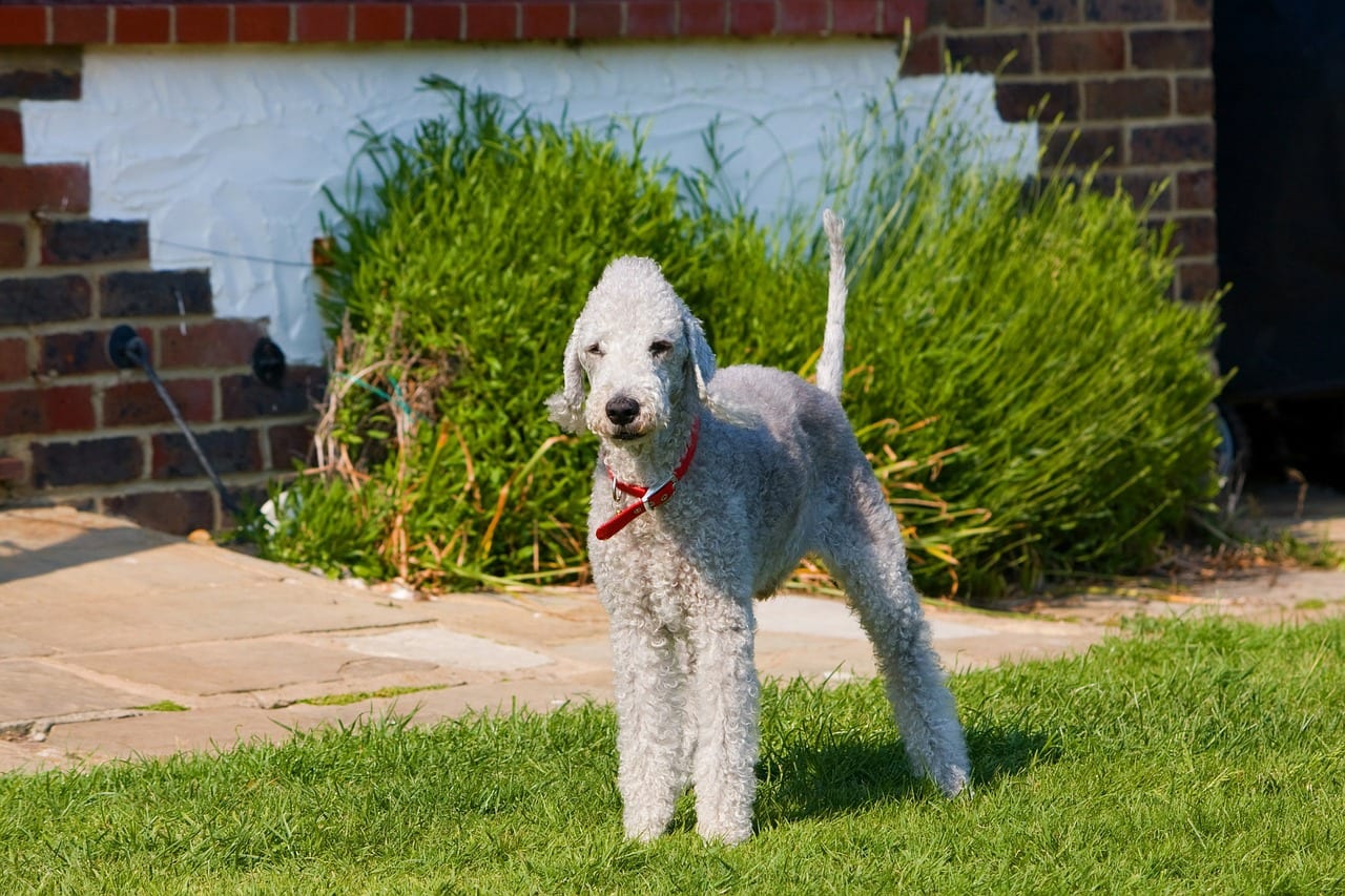 bedlington-terrier