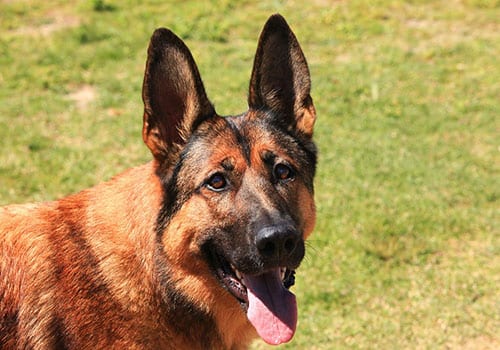 cute-belgian-malinois
