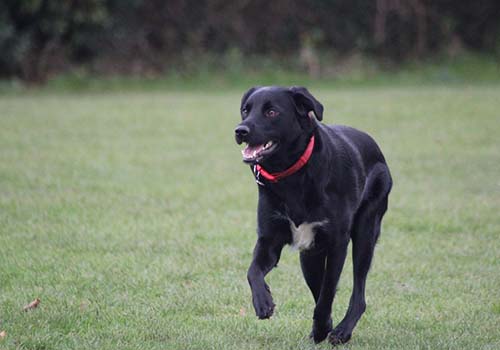 cute-black-borador