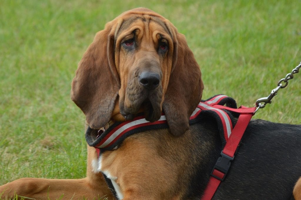 bloodhound-dog