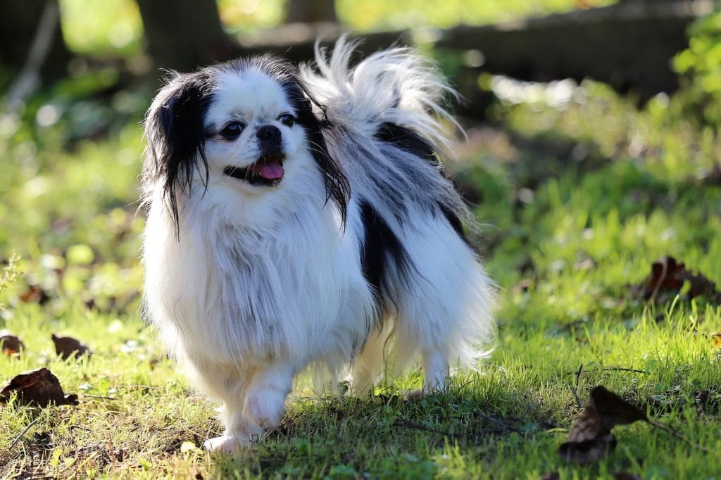 types of small ugly dogs