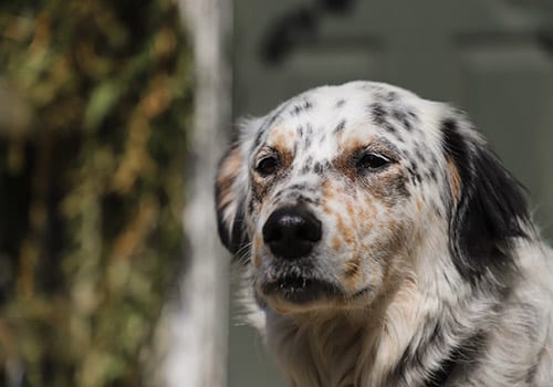 english-setter