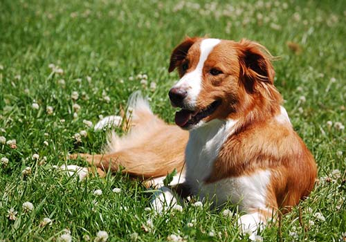 english-shepherd