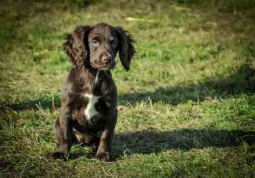 field-spaniel