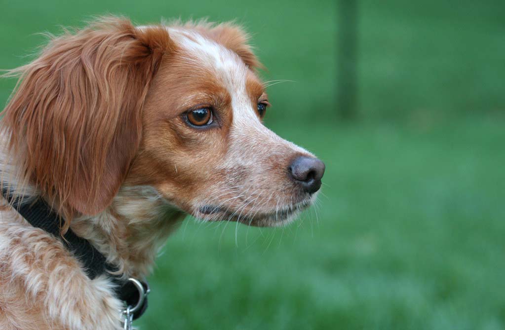 french-spaniel