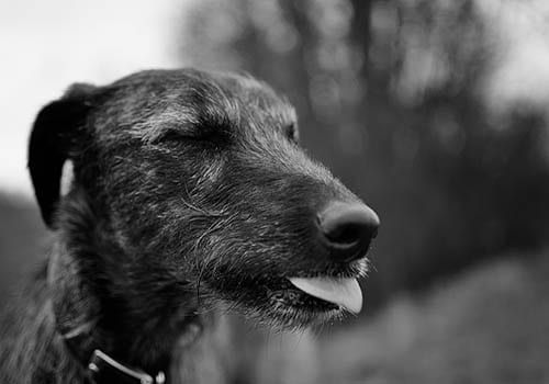 longdog