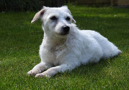 parson-russell-terrier