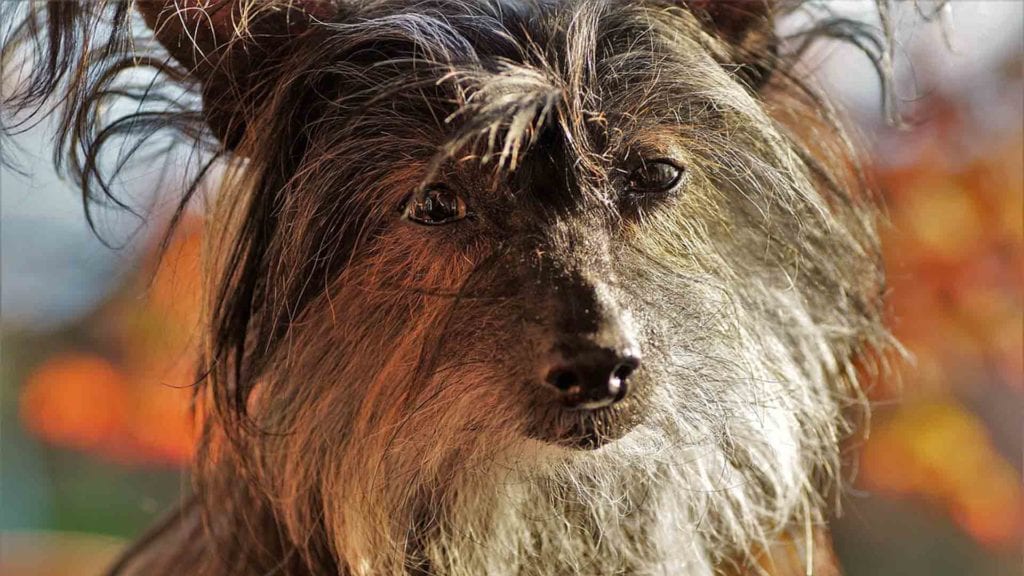 ugly-dog