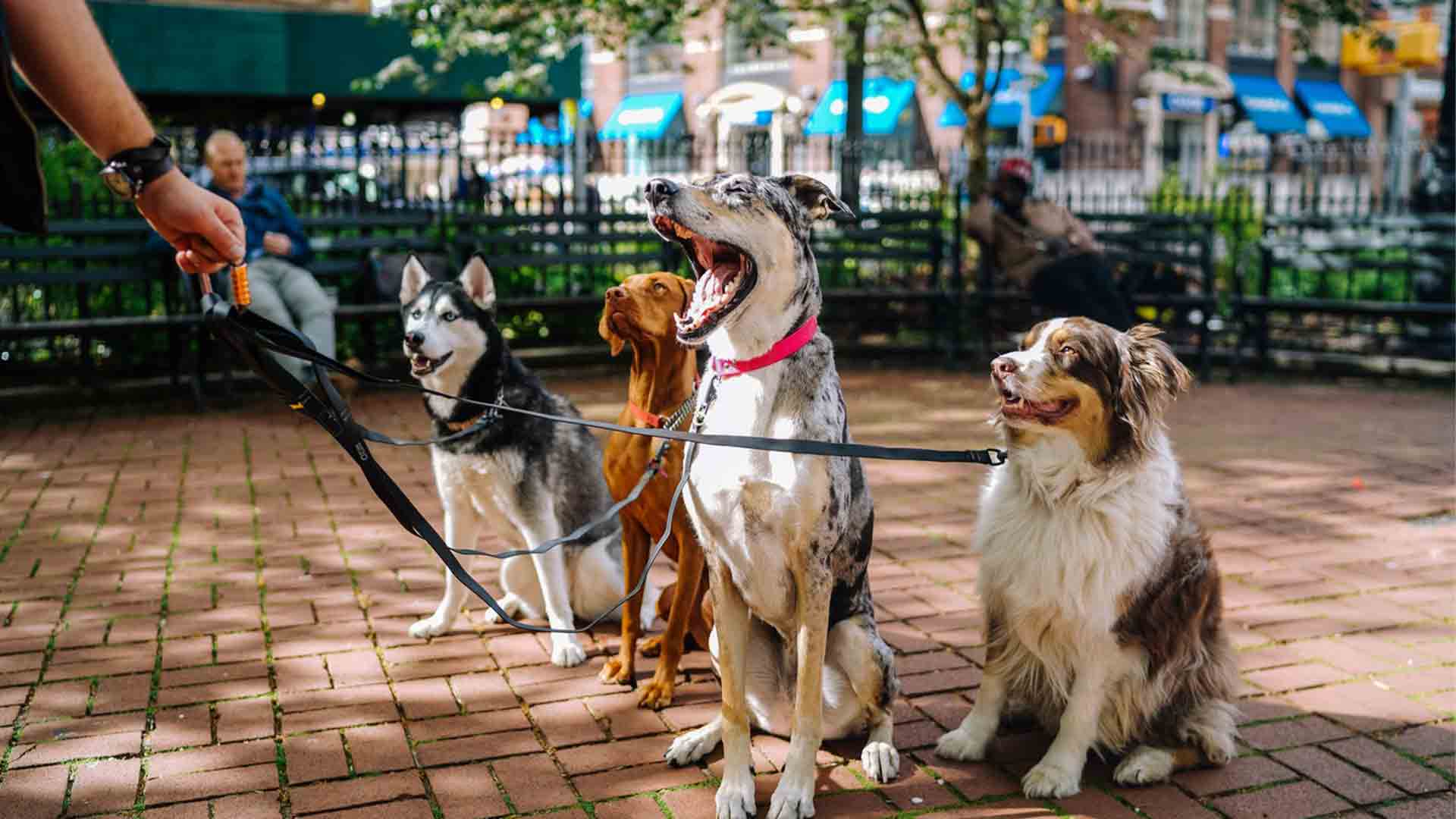 four-dogs-at-the-park