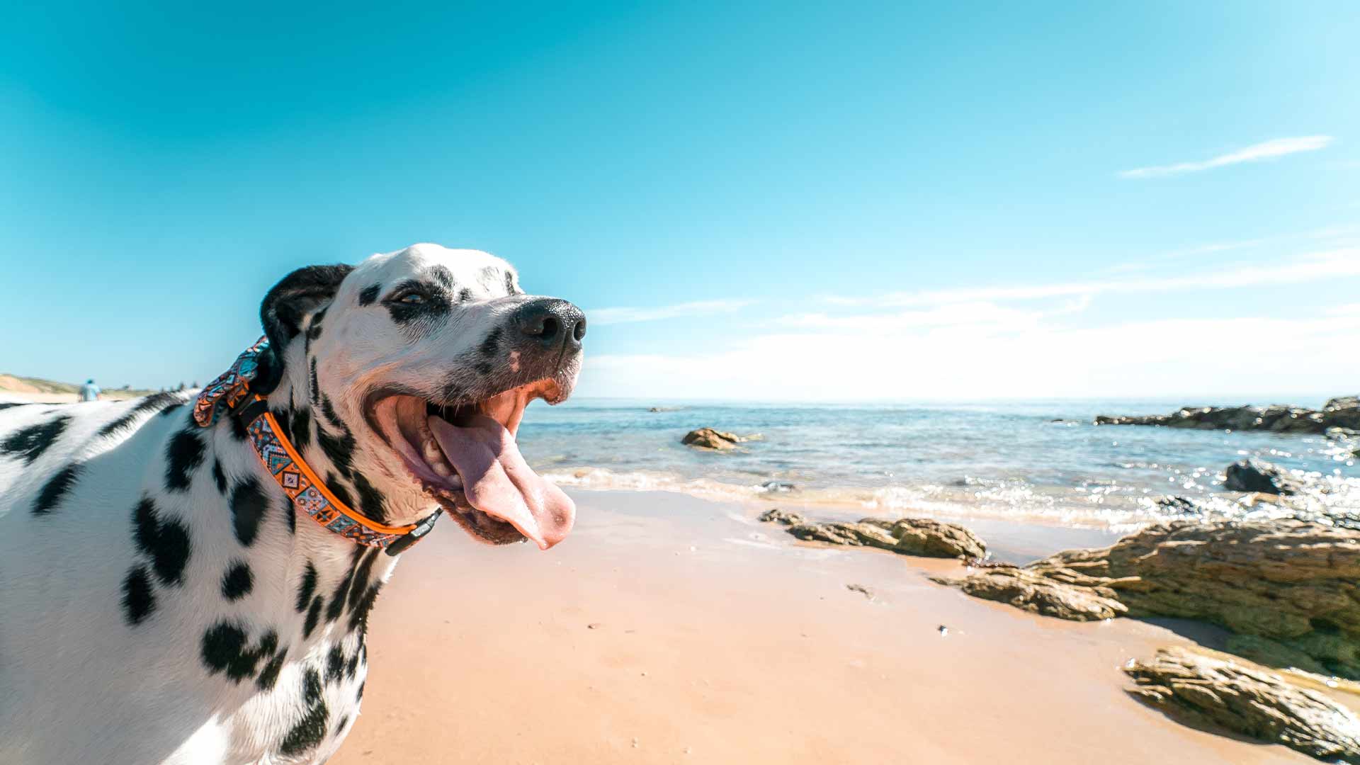 top-7-dog-beaches-in-oregon