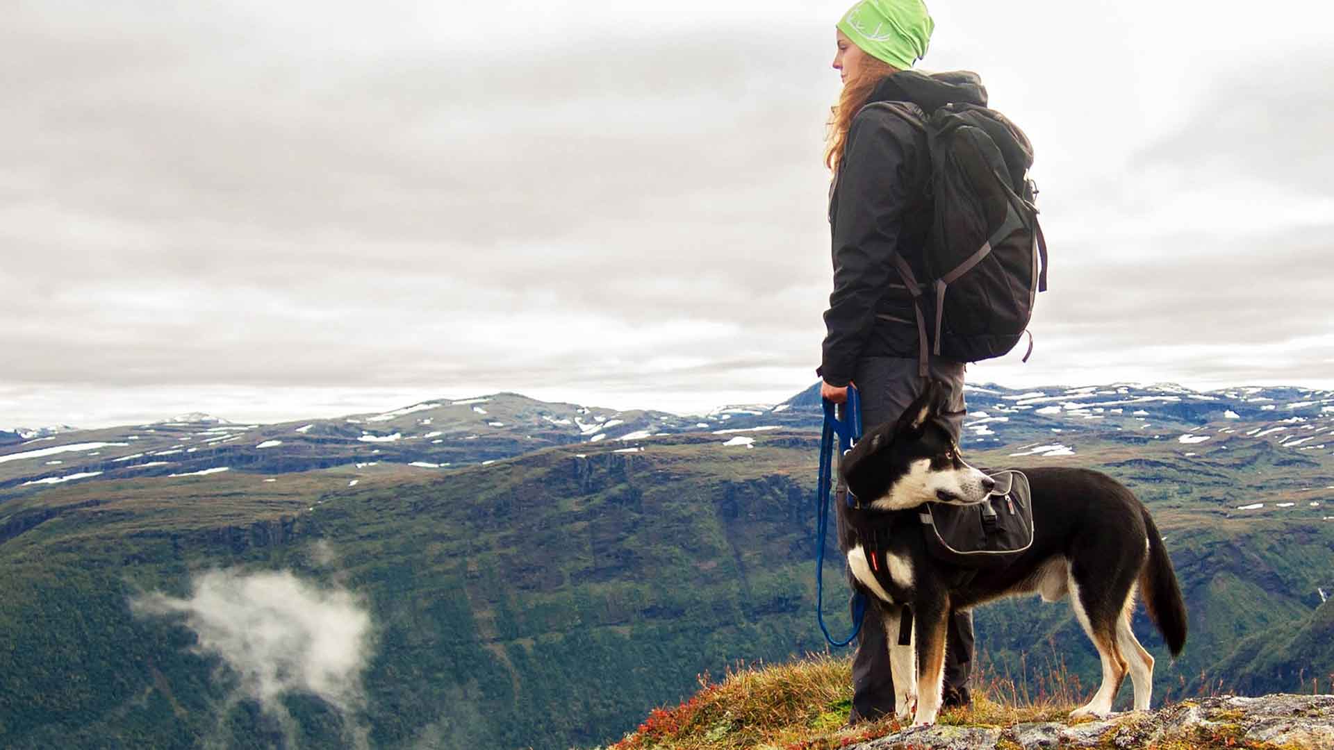 top-8-dog-gear