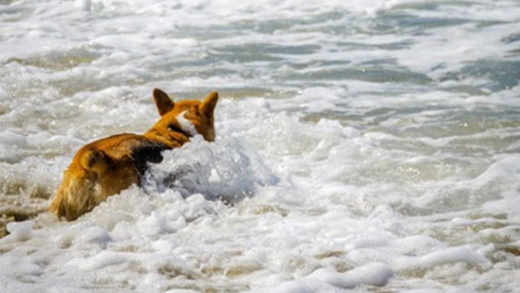 cute-dog-in-the-beach