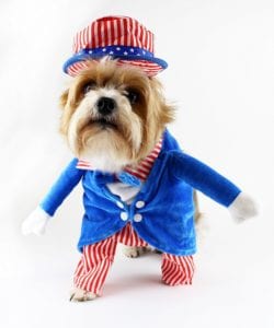 uncle-sam-4th-of-july-dog-costume