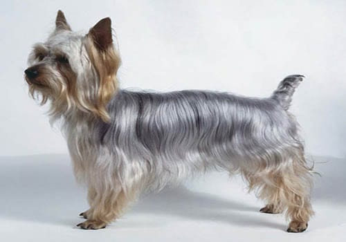 australian-silky-terrier