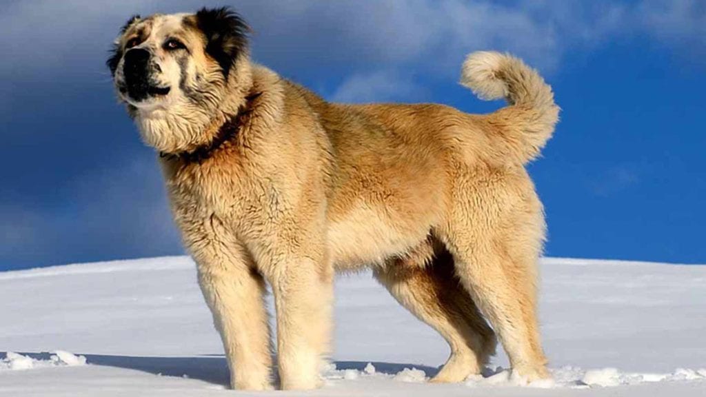 greek-shepherd