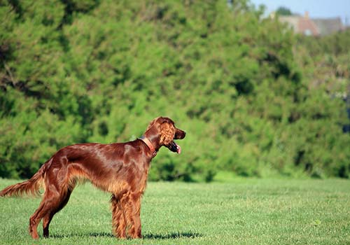 irish-setter-in-the-field