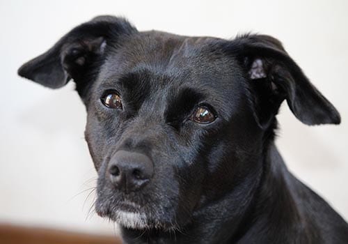 patterdale
