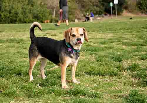 puggle-in-the-park