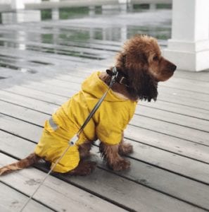 waterproof-dog-rain-jacket