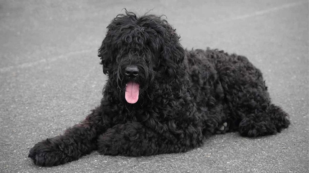 russian-black-terrier