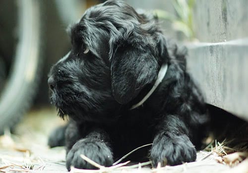 russian-black-terrier-puppy