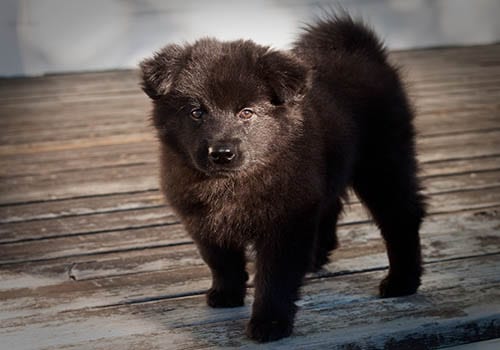 cute-swedish-lapphund-pup