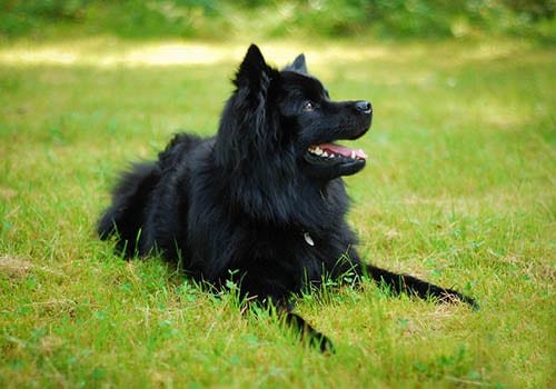 swedish-lapphund