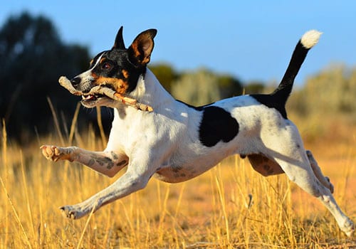 tenterfield-terrier