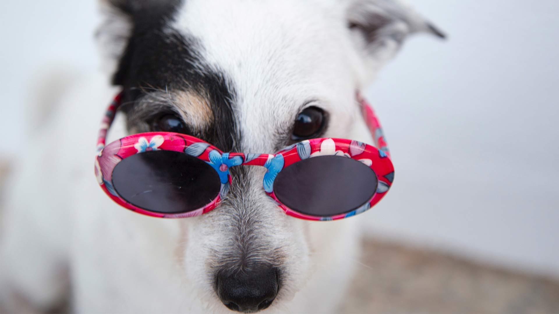 dog-with-cute-sunglasses