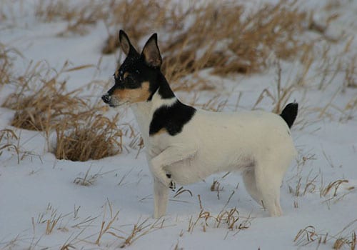 cute-toy-fox-terrier
