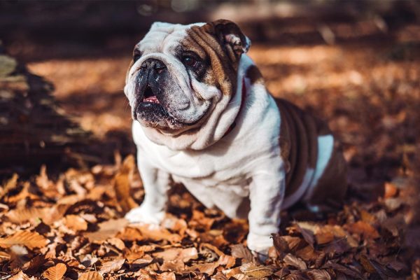 Cute Bulldog Standing In Fall Leaves