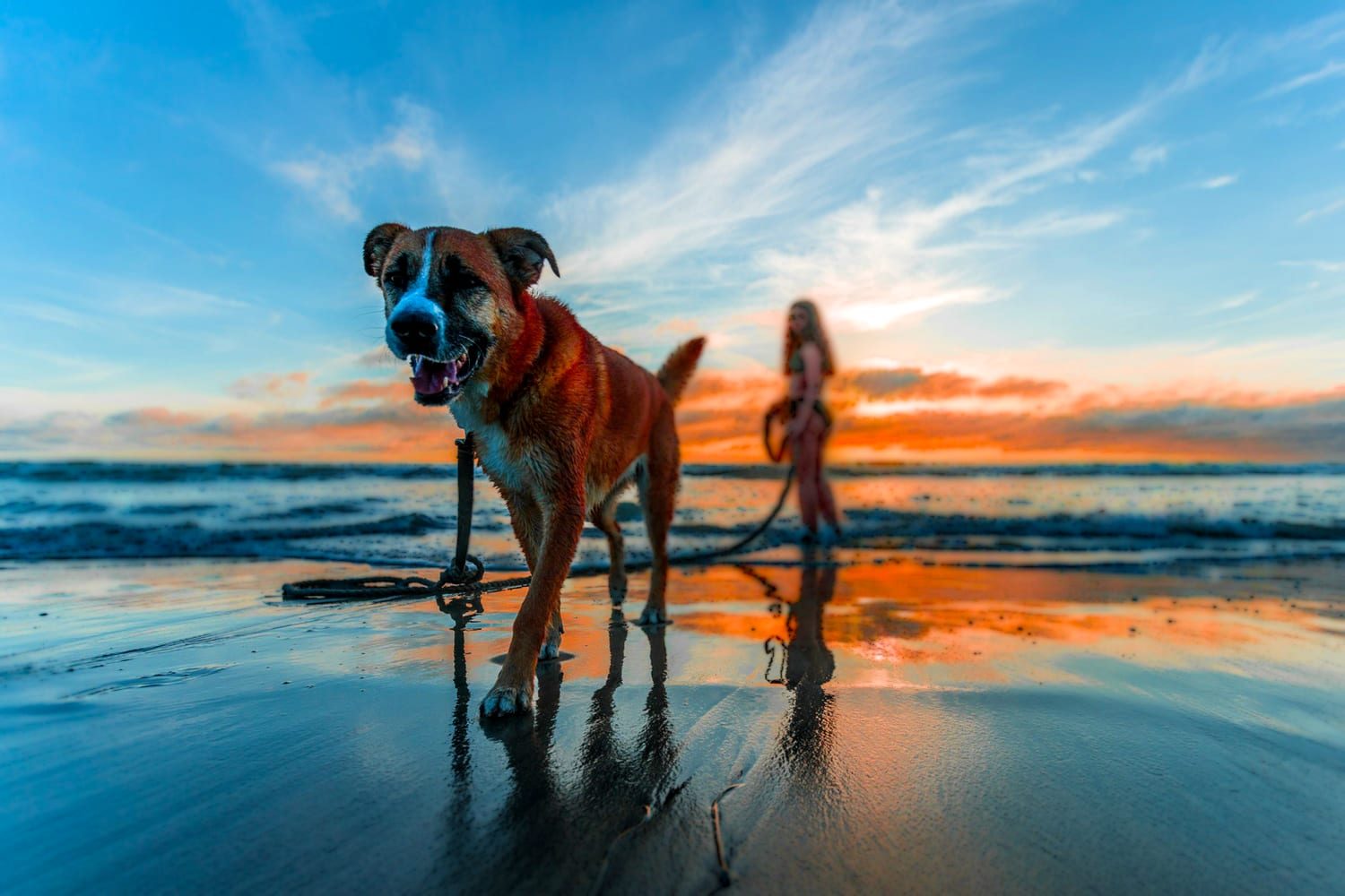 Girl Walking Her Dog On the Beach