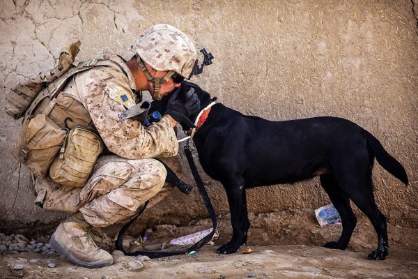 Soldier Kissing His Dog