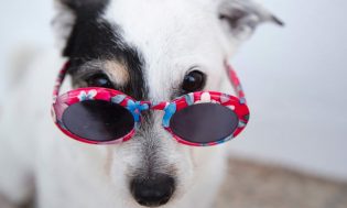 dog-with-cute-sunglasses