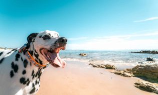 top-7-dog-beaches-in-oregon